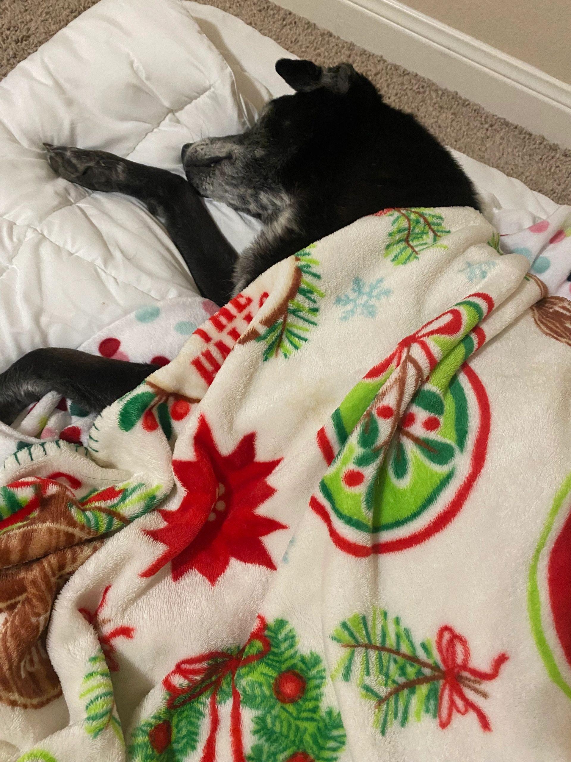 Hazel, a Adoptable mixed breed in Jerome, ID image 6/6