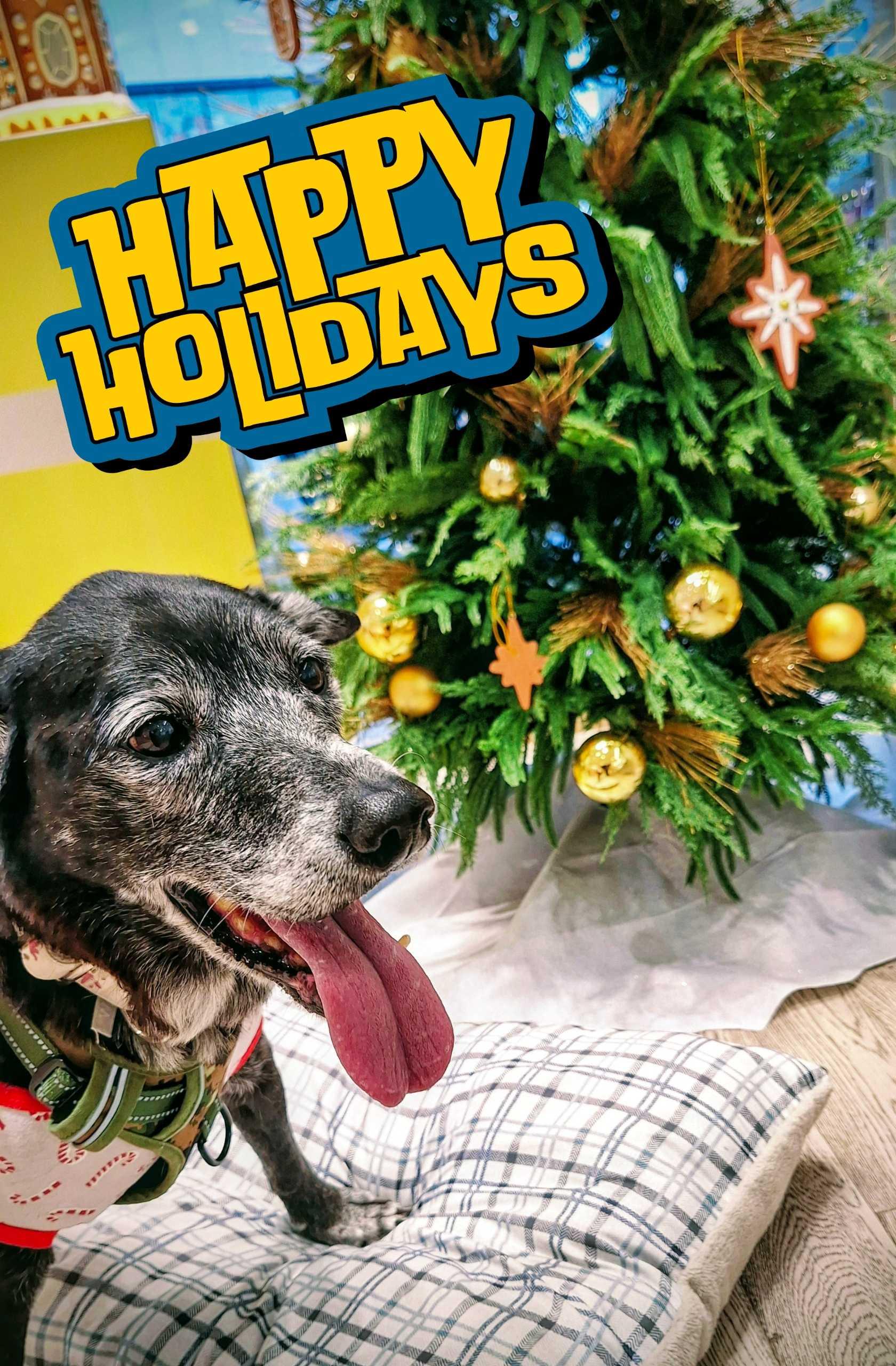 Hazel, a Adoptable mixed breed in Jerome, ID image 3/6