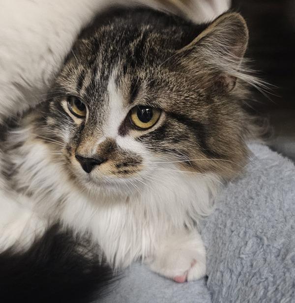 Enlarge Daiquiri, a Adoptable mixed breed in Kennewick, WA image 1/1