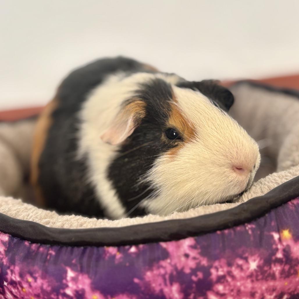Enlarge Nut, a Adoptable Guinea Pig in Glenwood Springs, CO image 1/6