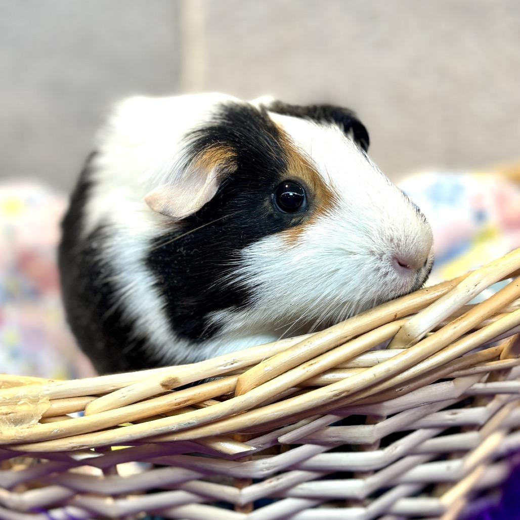 Nut, Adoptable, Young Female Guinea Pig.