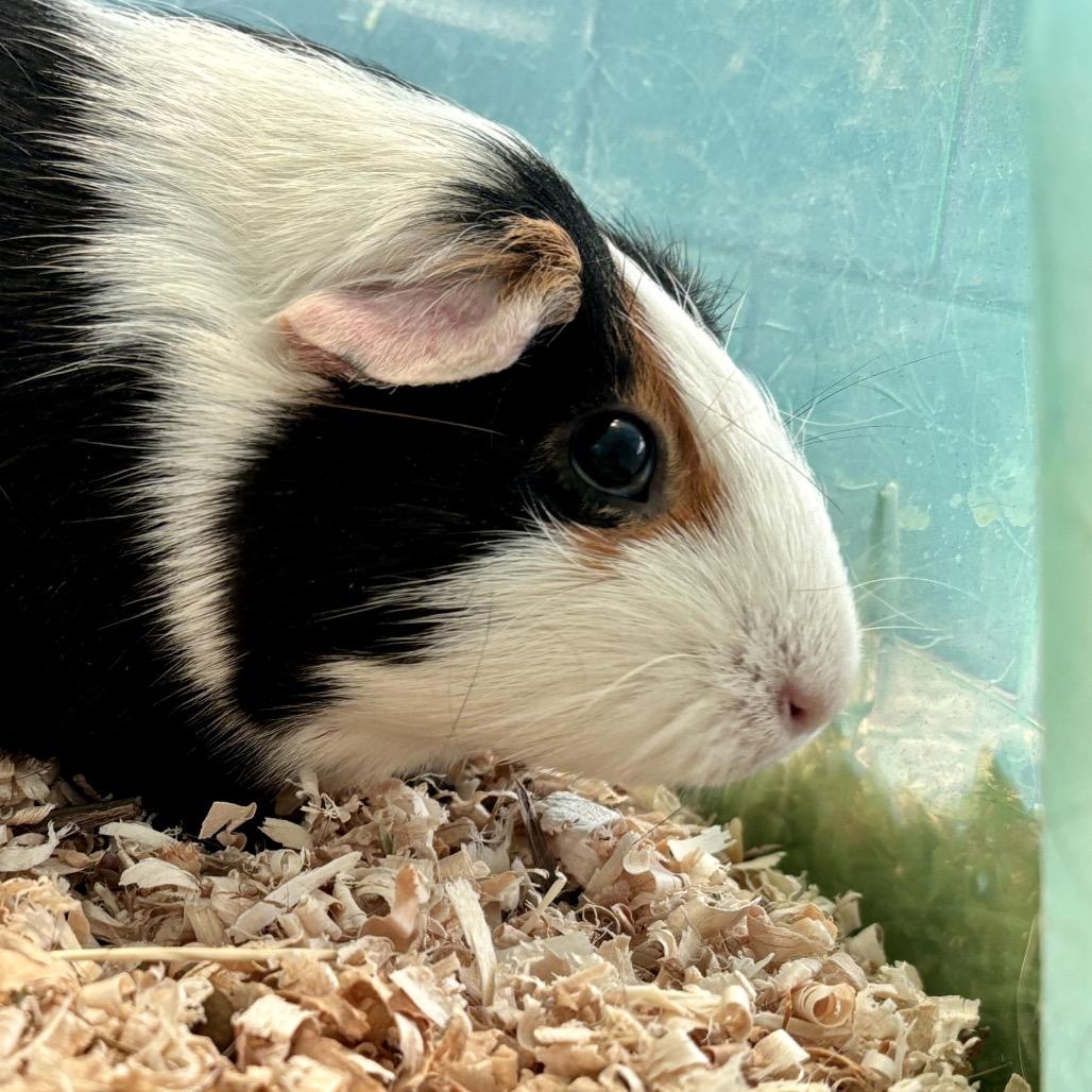 Enlarge Nut, a Adoptable Guinea Pig in Glenwood Springs, CO image 2/6