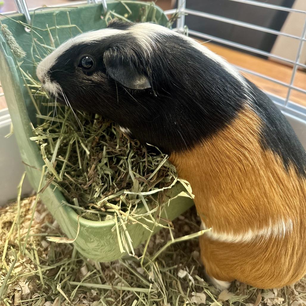 Enlarge Nut, a Adoptable Guinea Pig in Glenwood Springs, CO image 3/6