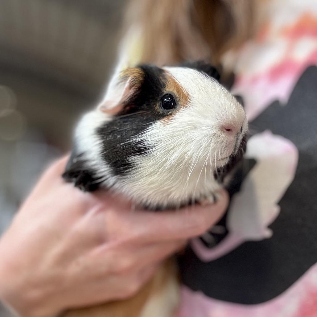 Enlarge Nut, a Adoptable Guinea Pig in Glenwood Springs, CO image 4/6