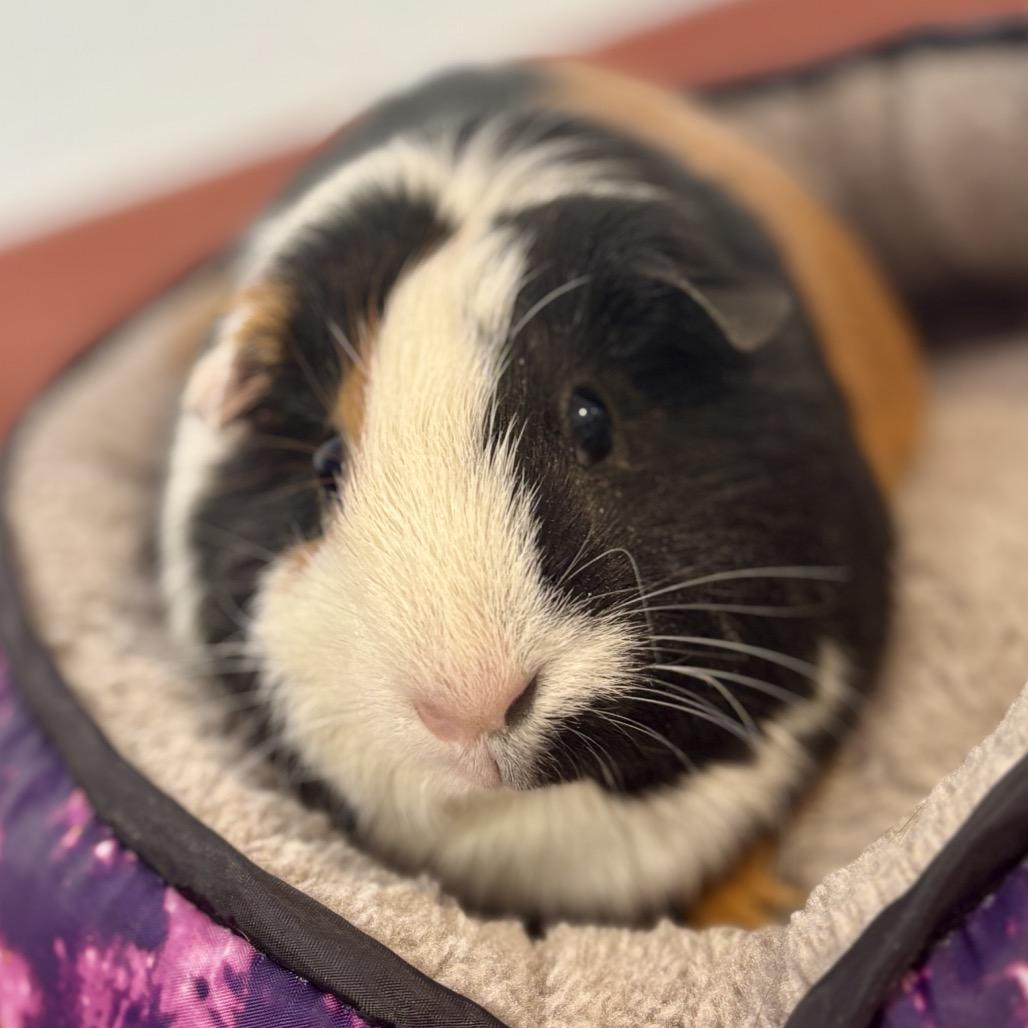 Enlarge Nut, a Adoptable Guinea Pig in Glenwood Springs, CO image 5/6