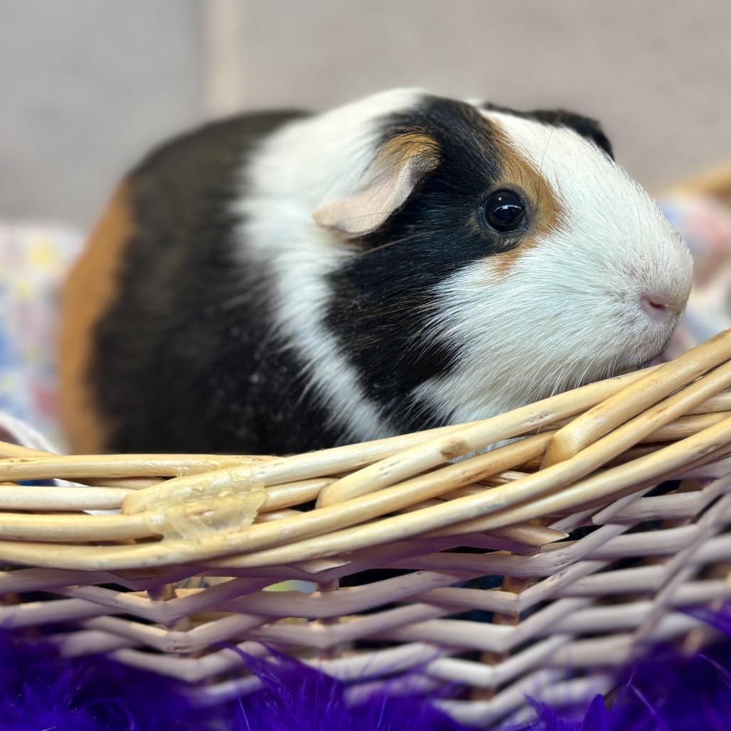 Nut, a Adoptable Guinea Pig in Glenwood Springs, CO image 5/6
