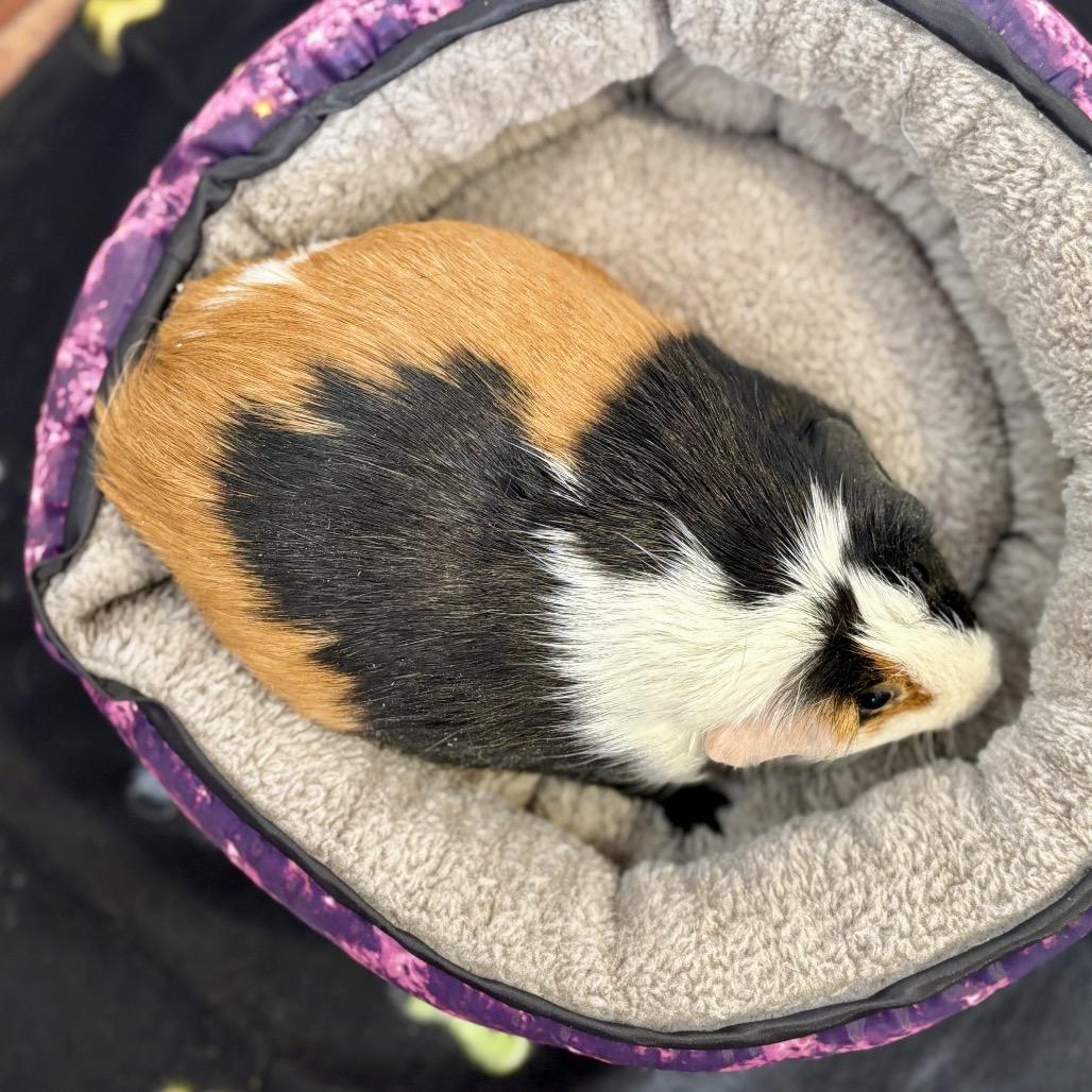 Enlarge Nut, a Adoptable Guinea Pig in Glenwood Springs, CO image 6/6