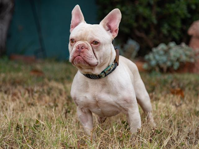 Enlarge Alvi, a ADOPTABLE French Bulldog in Los Angeles, CA image 4/5