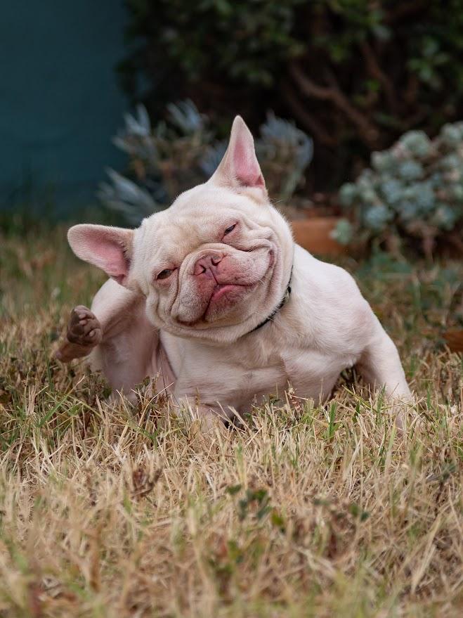 Enlarge Alvi, a ADOPTABLE French Bulldog in Los Angeles, CA image 2/5