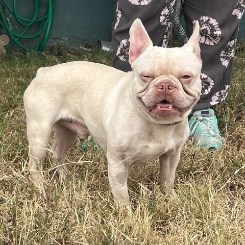 Enlarge Alvi, a ADOPTABLE French Bulldog in Los Angeles, CA image 3/5