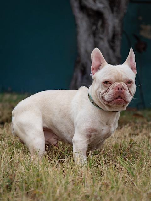 Enlarge Alvi, a ADOPTABLE French Bulldog in Los Angeles, CA image 5/5