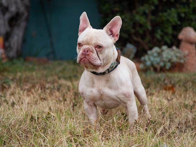 Alvi, ADOPTABLE, Adult Male French Bulldog.