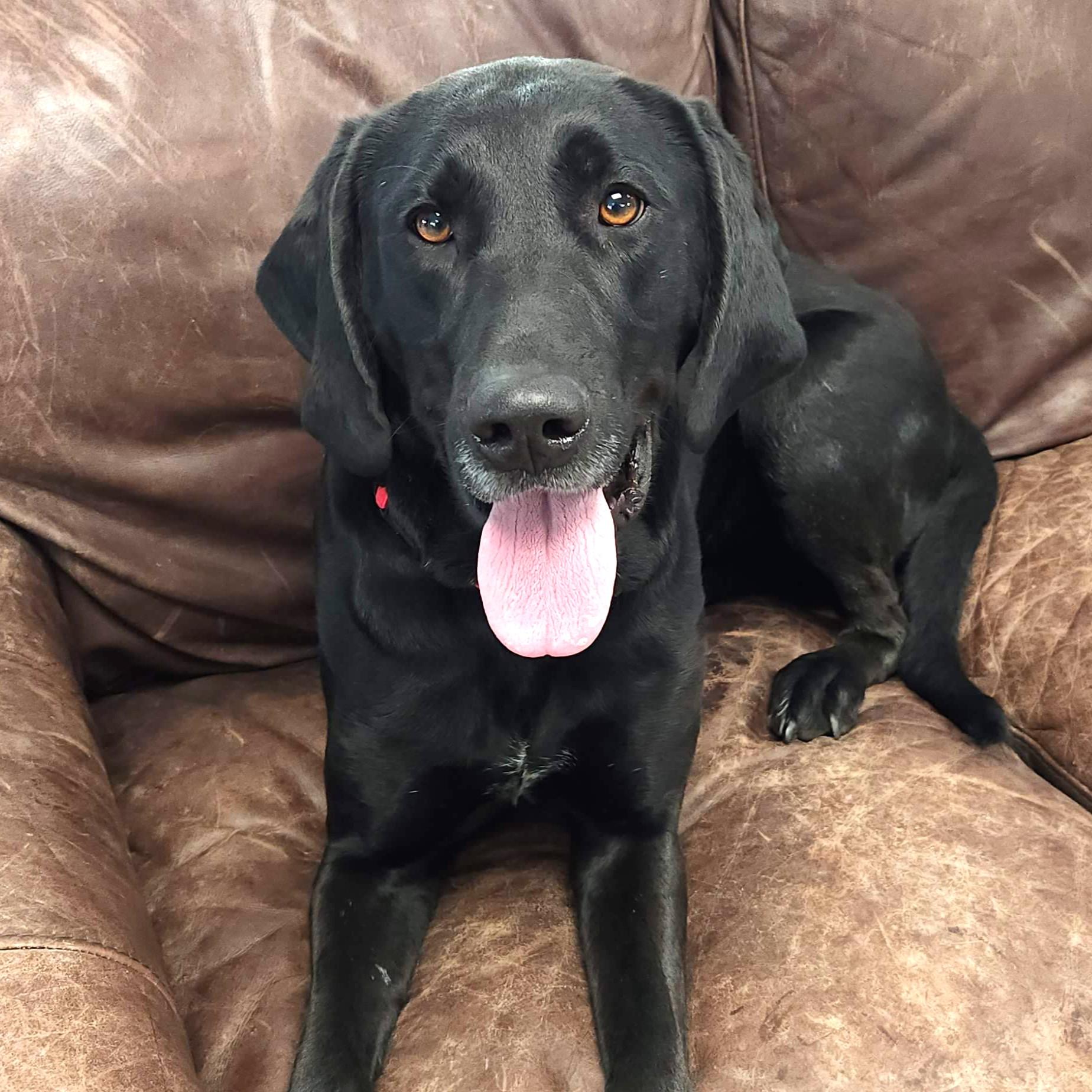 Enlarge Luanne, a ADOPTABLE Mixed Breed in Marshfield, WI image 4/6