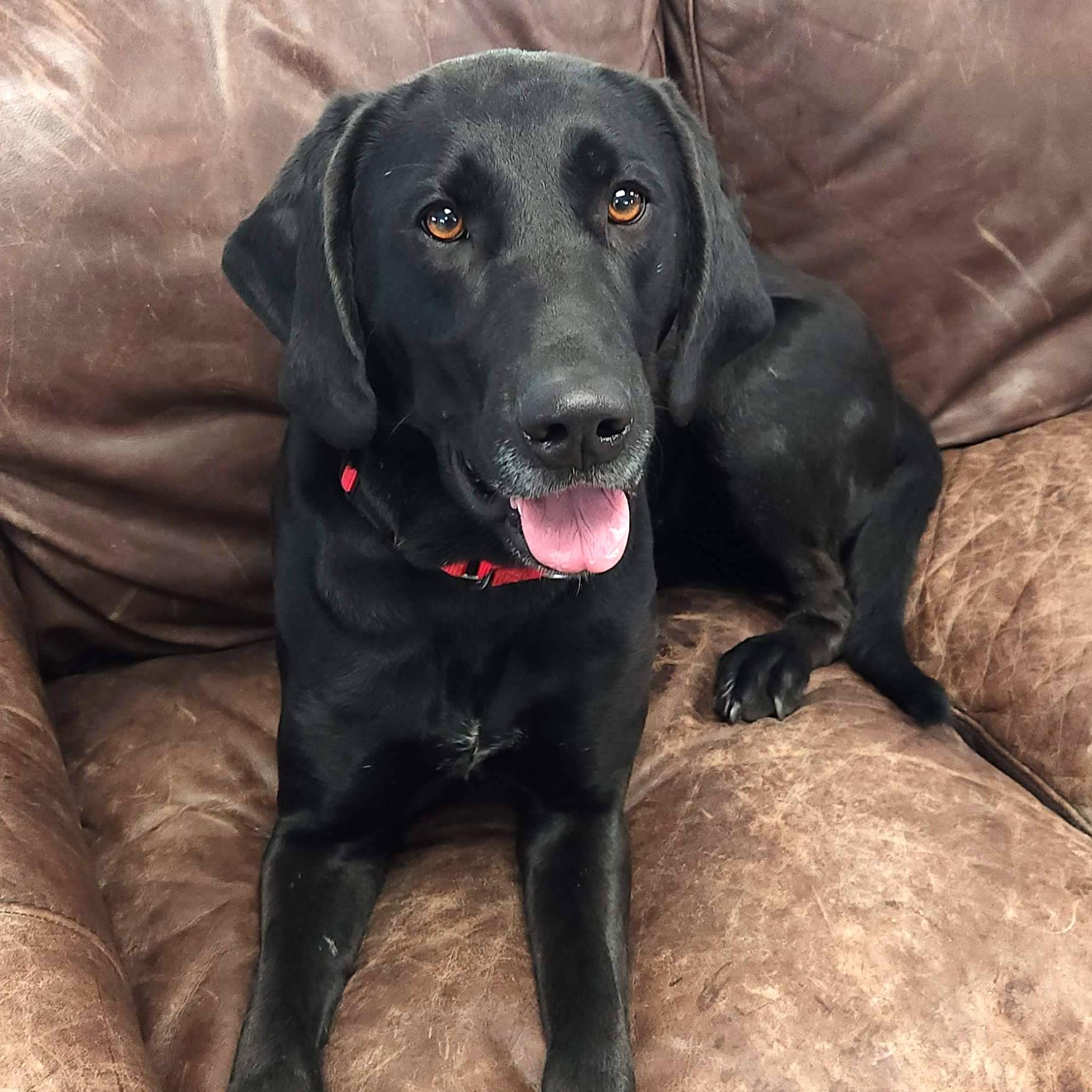 Enlarge Luanne, a ADOPTABLE Mixed Breed in Marshfield, WI image 1/6