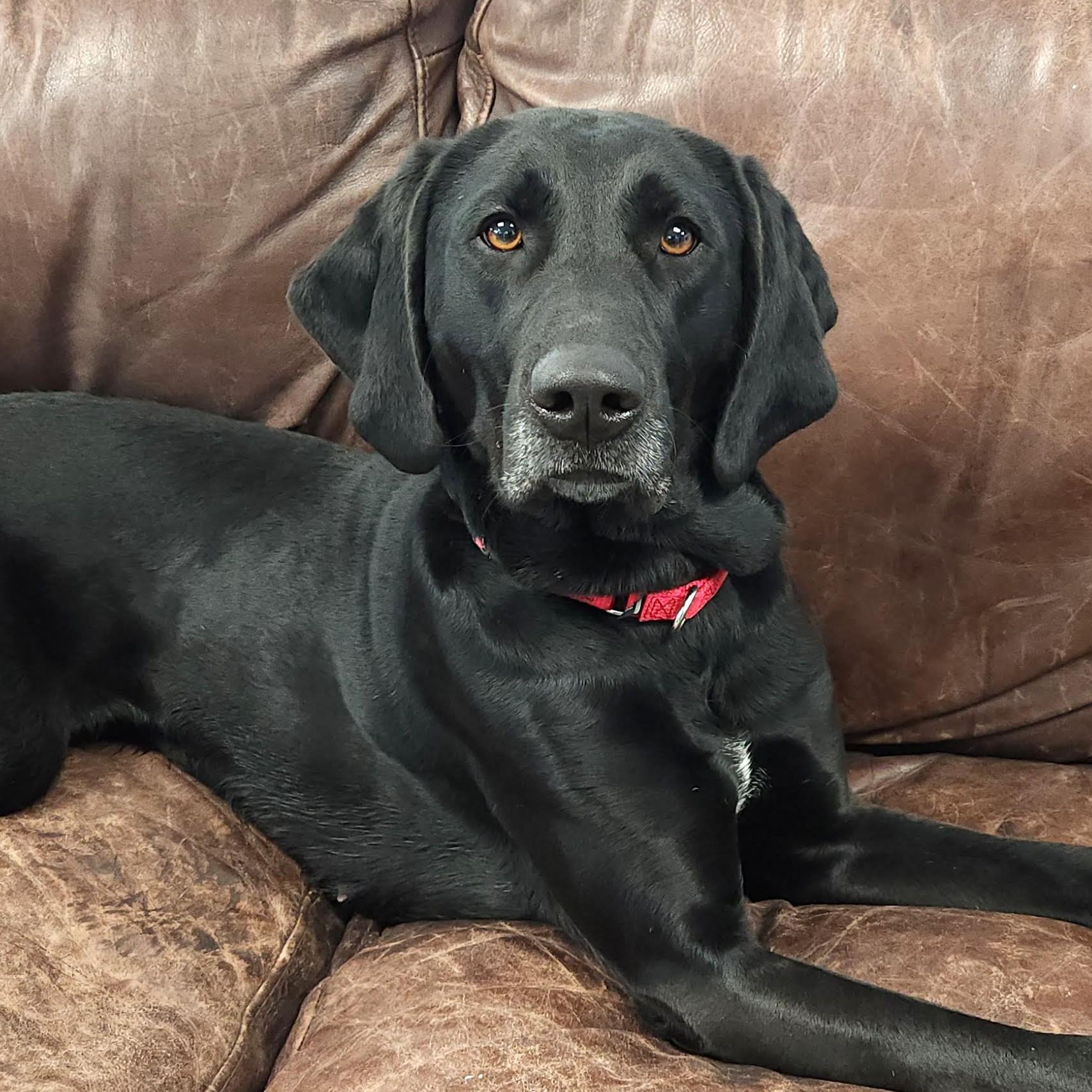 Enlarge Luanne, a ADOPTABLE Mixed Breed in Marshfield, WI image 2/6