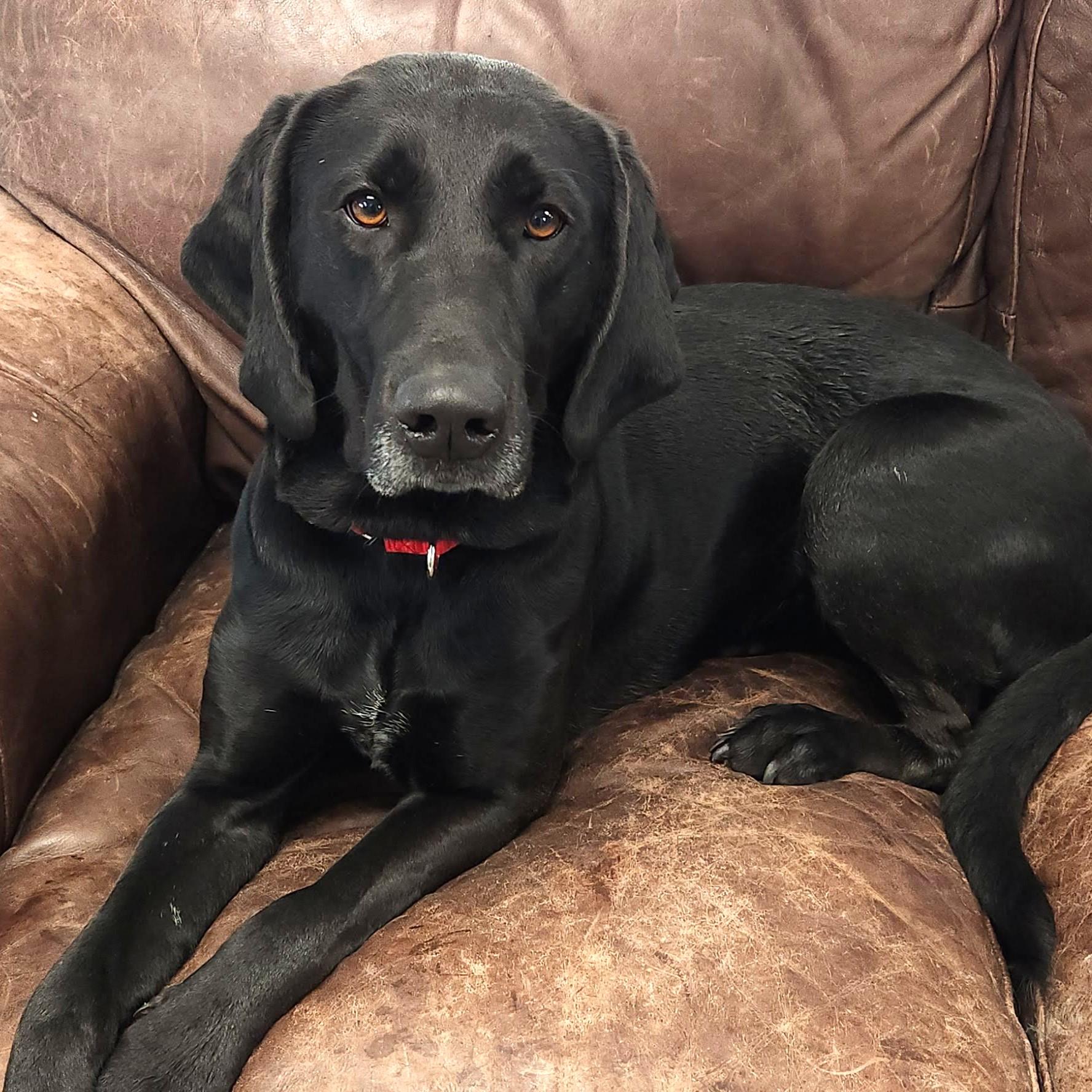 Enlarge Luanne, a ADOPTABLE Mixed Breed in Marshfield, WI image 5/6