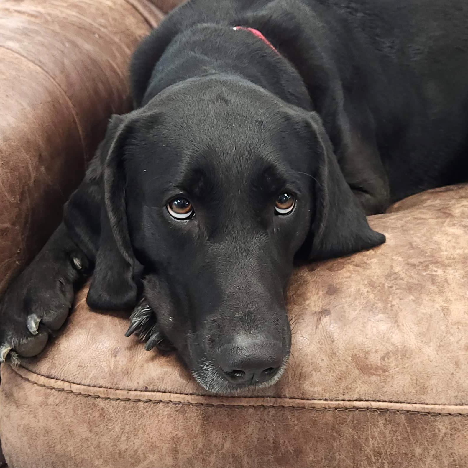 Enlarge Luanne, a ADOPTABLE Mixed Breed in Marshfield, WI image 3/6