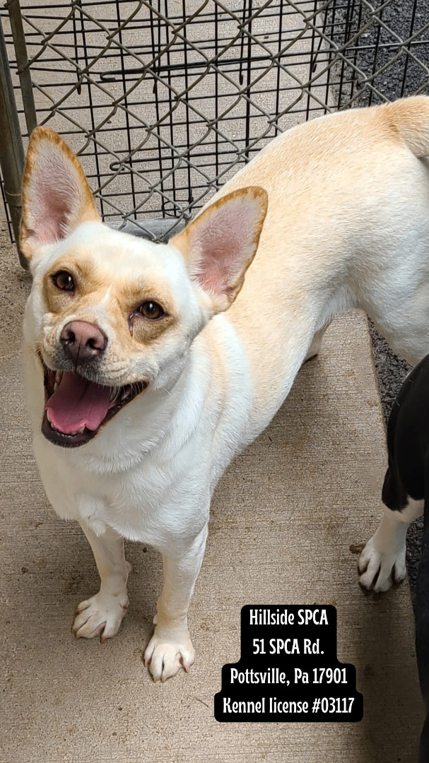 Coralee, Adoptable, Adult Female Shiba Inu & Labrador Retriever.