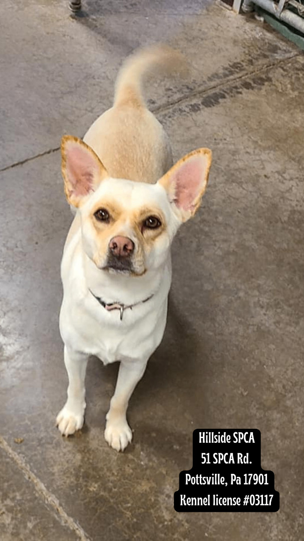 Coralee, a Adoptable mixed breed in Pottsville, PA image 2/5