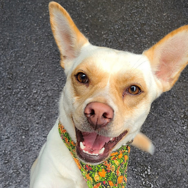 Coralee, a Adoptable mixed breed in Pottsville, PA image 3/5