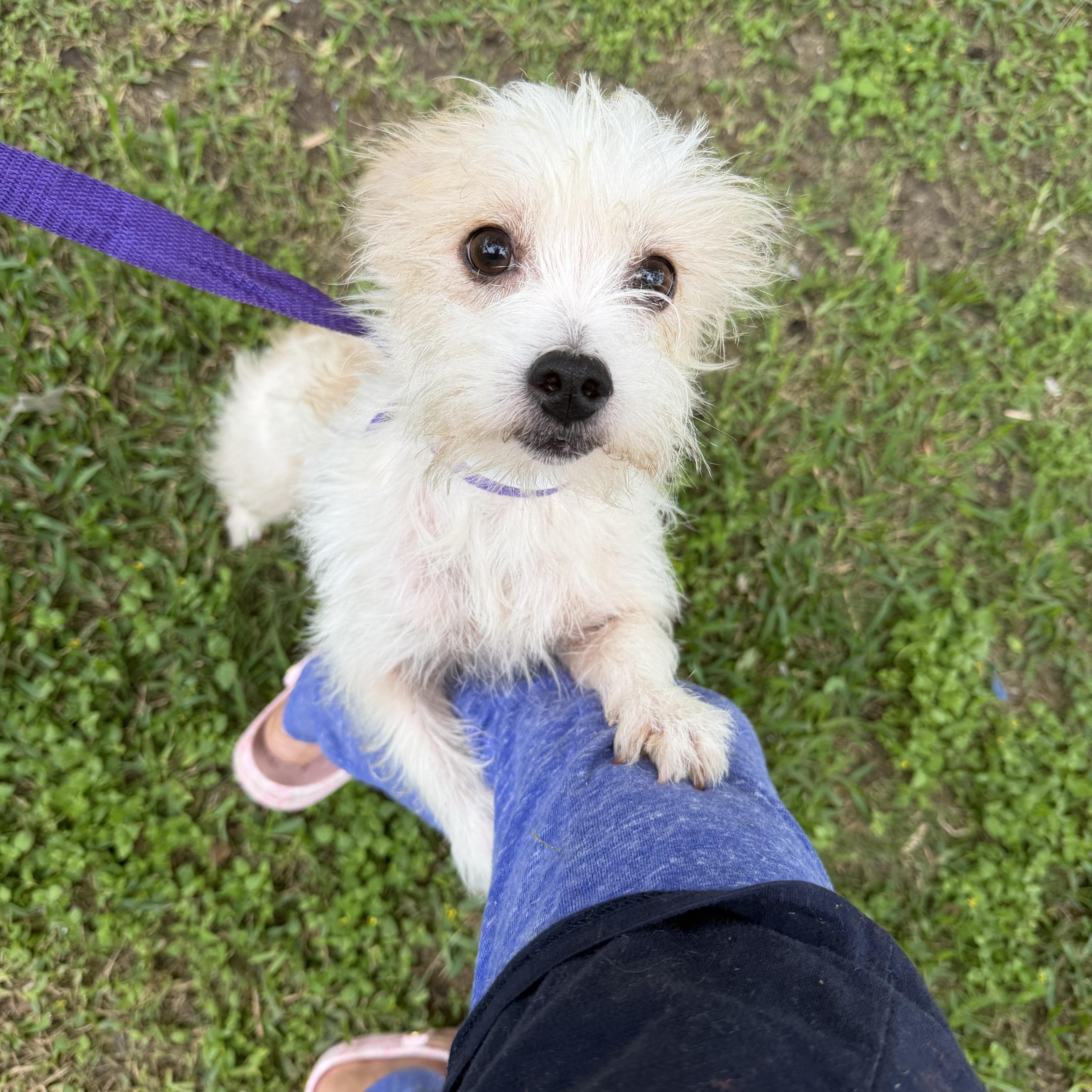 Ceasar, a ADOPTABLE mixed breed in Westerly, RI image 3/3