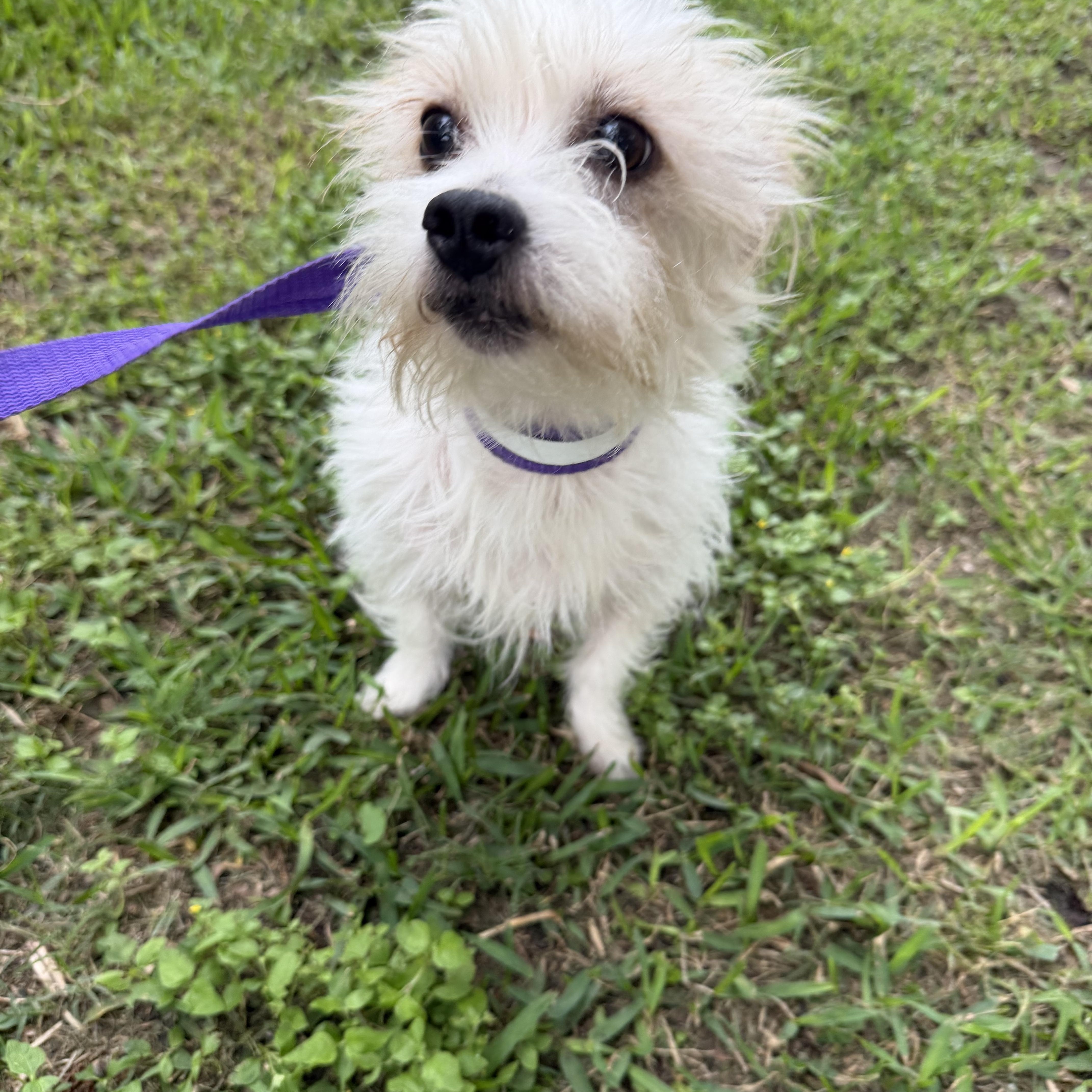 Ceasar, a ADOPTABLE mixed breed in Westerly, RI image 2/3