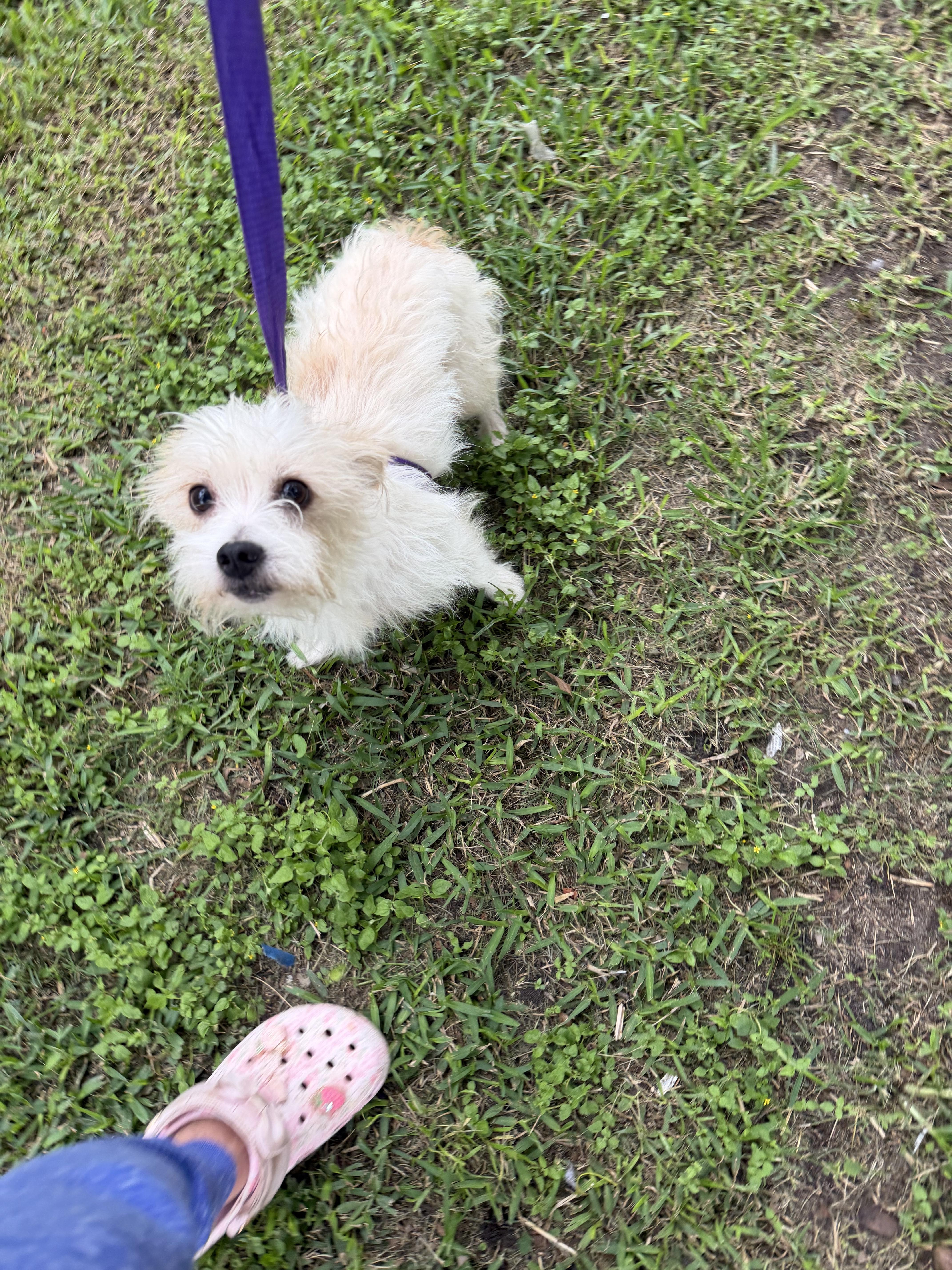 Ceasar, a ADOPTABLE mixed breed in Westerly, RI image 1/3