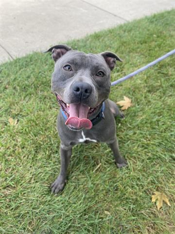 MAKO, Adoptable, Young Male Pit Bull Terrier.