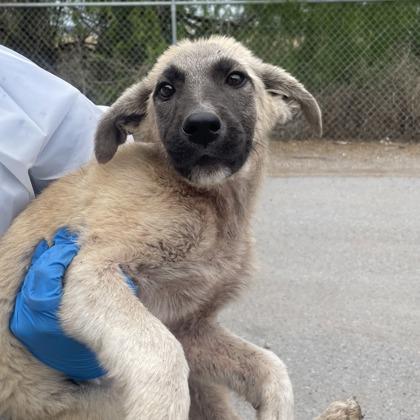 Bucko, Adoptable, Puppy Male Anatolian Shepherd & Mixed Breed.