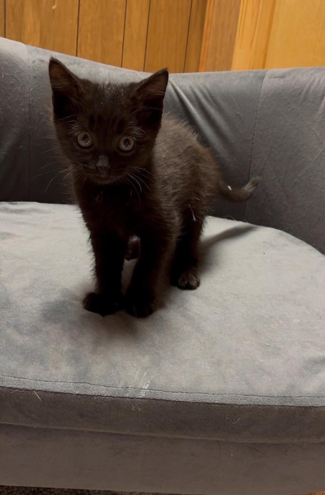 Levy, Adoptable, Kitten Female Bombay.