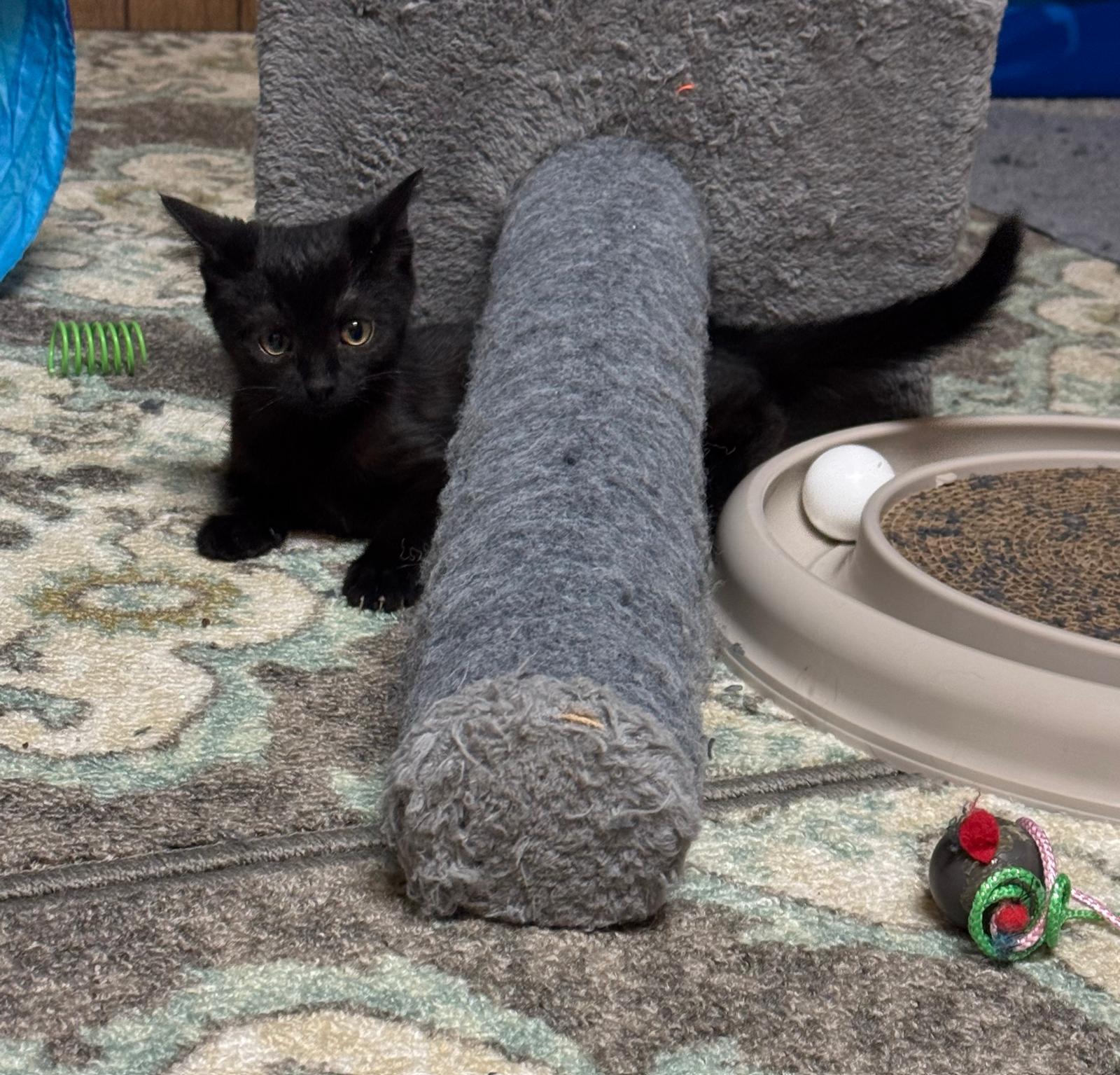 Levy, a Adoptable Bombay in Flint Hill, VA image 2/3