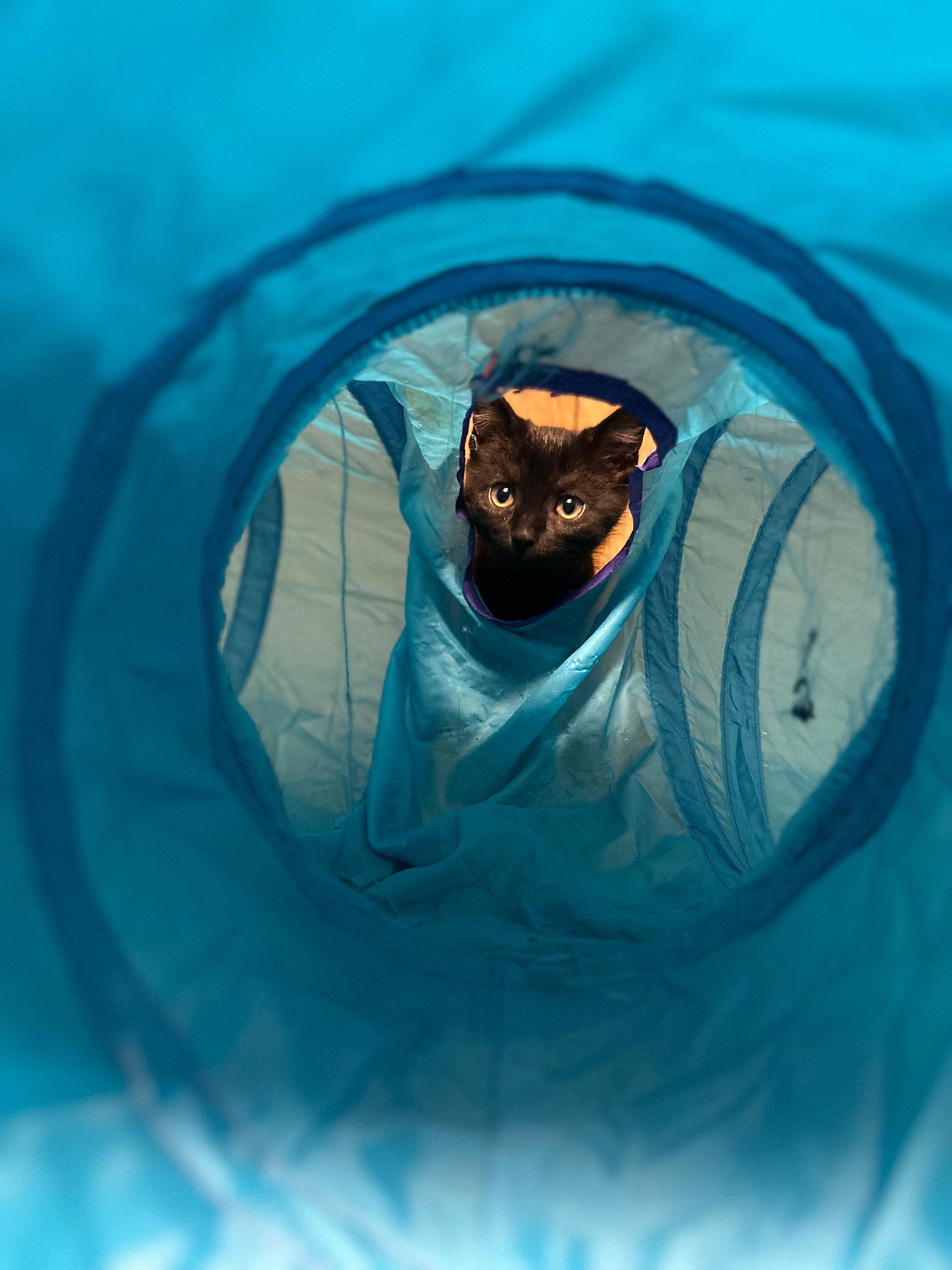 Levy, a Adoptable Bombay in Flint Hill, VA image 3/3