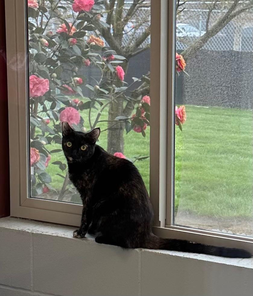 Enlarge Agnes, a Adoptable mixed breed in Newberg, OR image 1/1