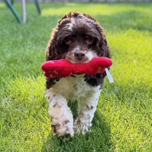 Olive C 26108, Adoptable, Adult Female Cocker Spaniel.