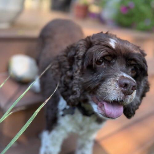 Enlarge Olive C 26108, a Adoptable Cocker Spaniel in Parker, CO image 2/5
