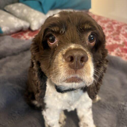 Enlarge Olive C 26108, a Adoptable Cocker Spaniel in Parker, CO image 3/5