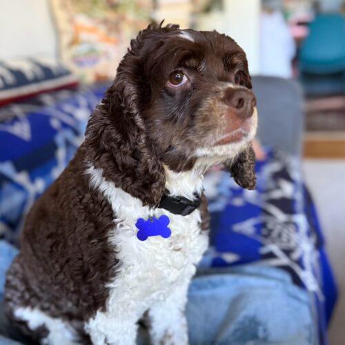 Enlarge Olive C 26108, a Adoptable Cocker Spaniel in Parker, CO image 4/5