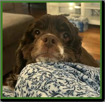 Enlarge Olive C 26108, a Adoptable Cocker Spaniel in Parker, CO image 5/5