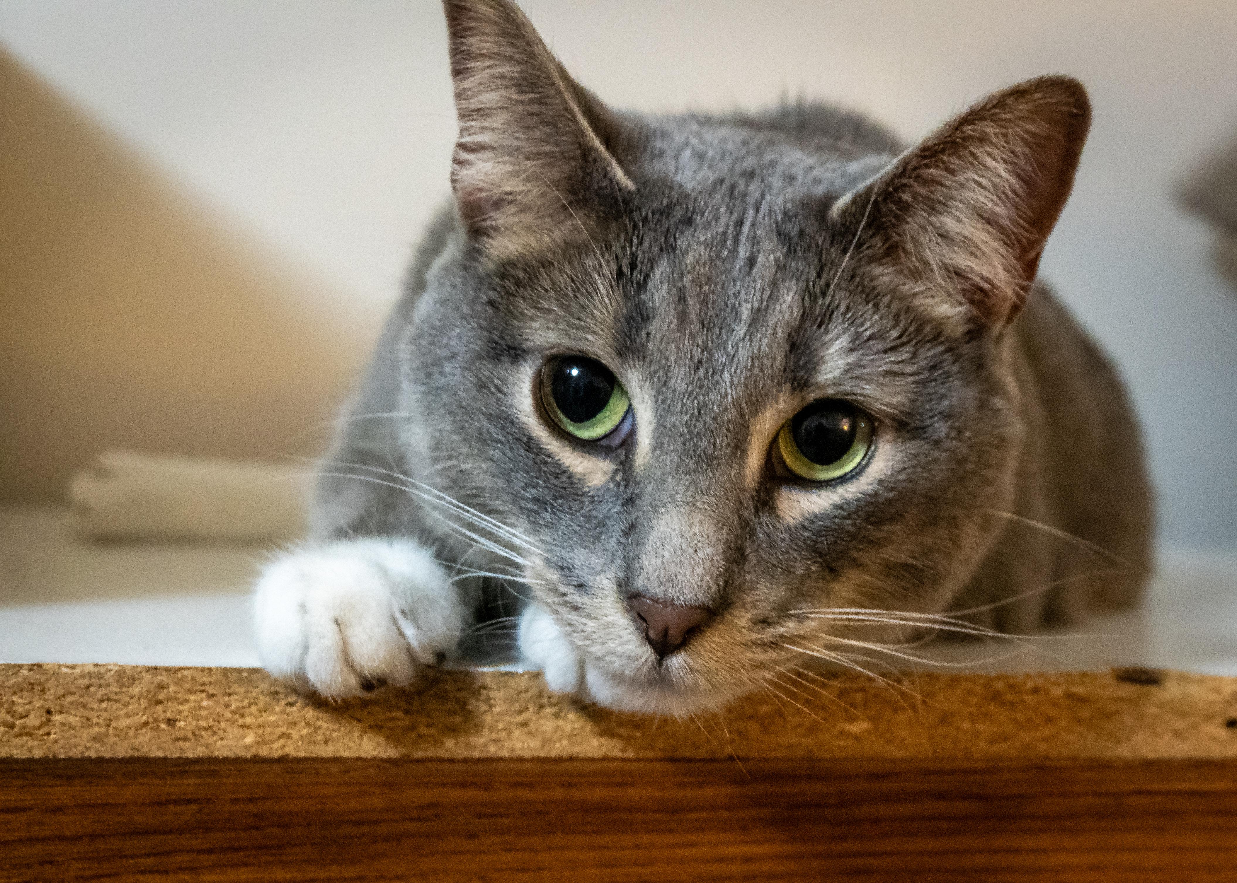 Enlarge Percy, a ADOPTABLE Domestic Short Hair in Tulsa, OK image 1/1