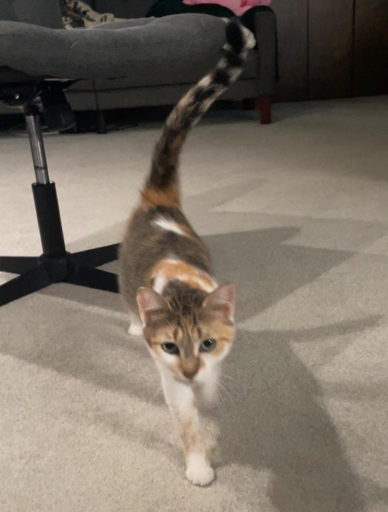 Persephone, Adoptable, Young Female Domestic Short Hair.