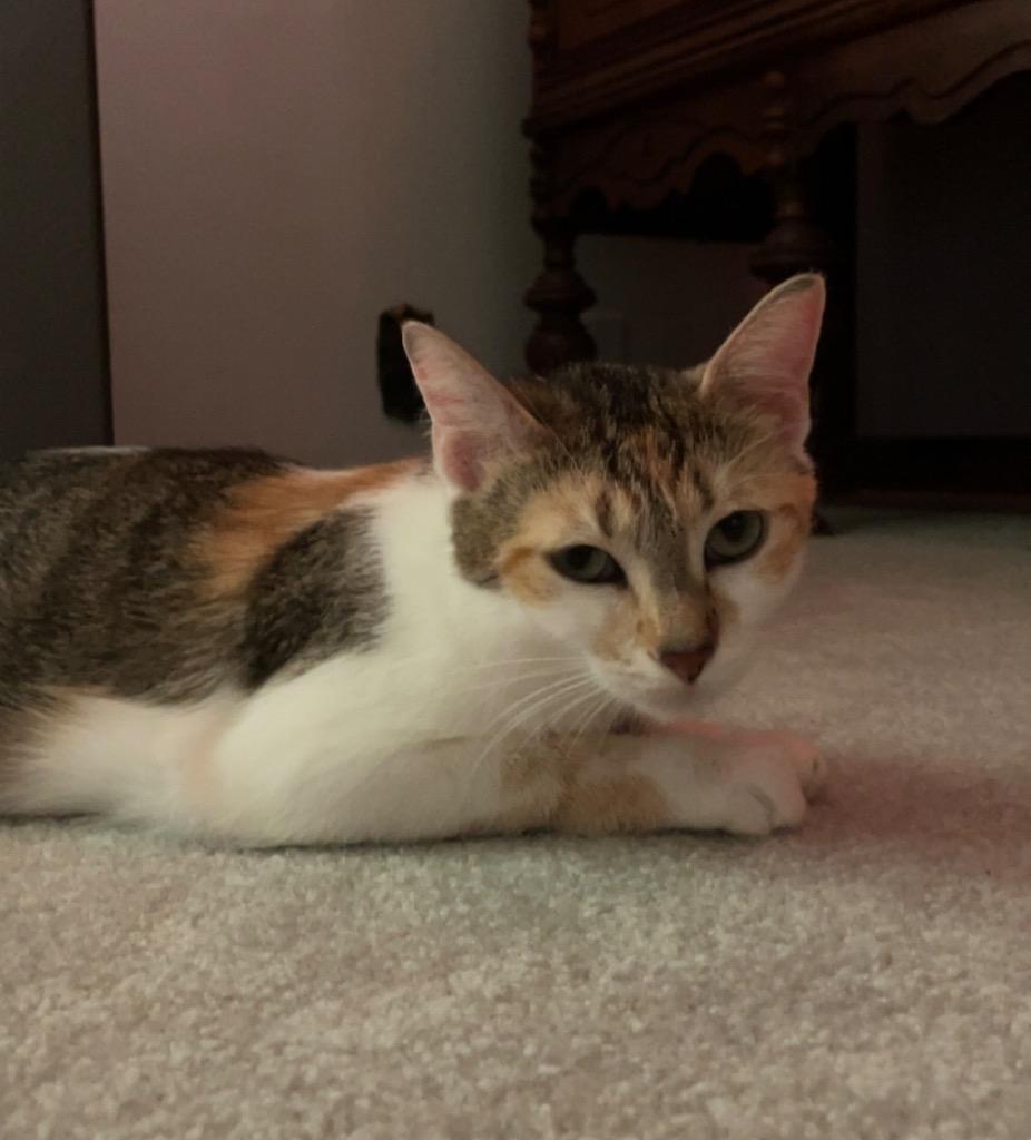 Enlarge Persephone, a Adoptable mixed breed in Fond Du Lac, WI image 2/4