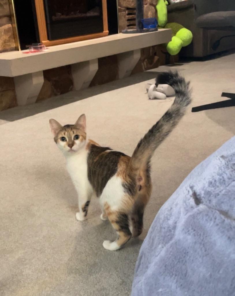 Enlarge Persephone, a Adoptable mixed breed in Fond Du Lac, WI image 3/4