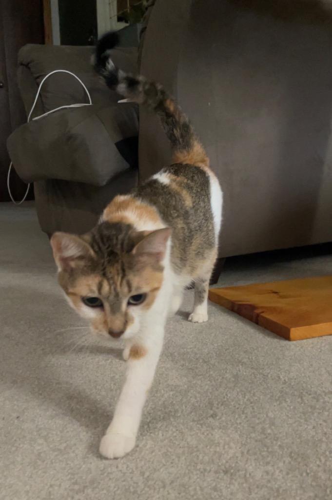 Enlarge Persephone, a Adoptable mixed breed in Fond Du Lac, WI image 4/4