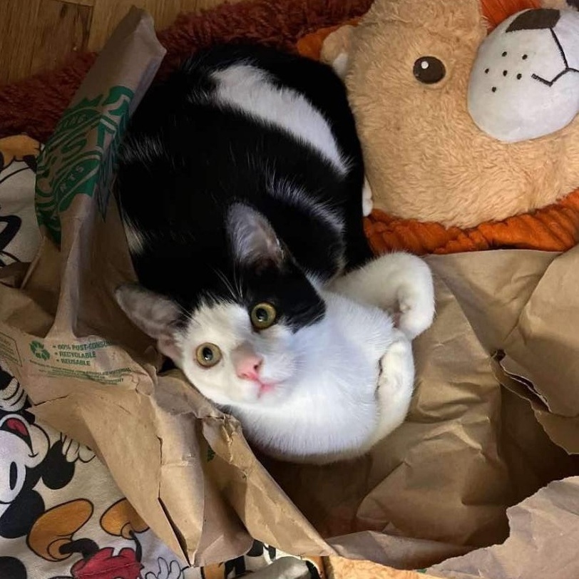 Enlarge Ghoul, a Adopted Domestic Short Hair in Wilmington, CA image 1/3