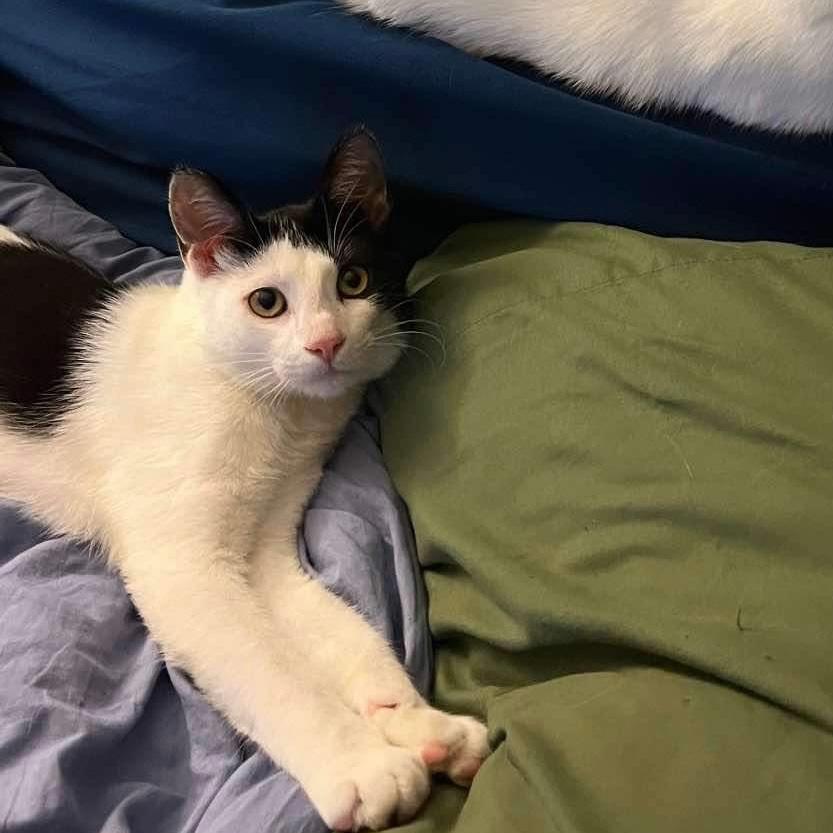 Enlarge Ghoul, a Adopted Domestic Short Hair in Wilmington, CA image 2/3