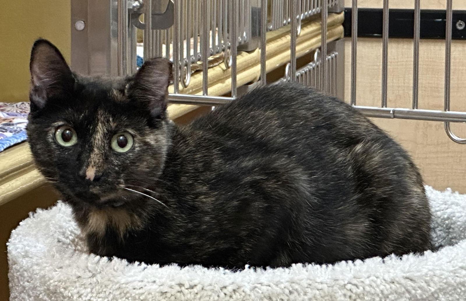 Enlarge eleanor, a Adoptable mixed breed in San Jose, CA image 1/3