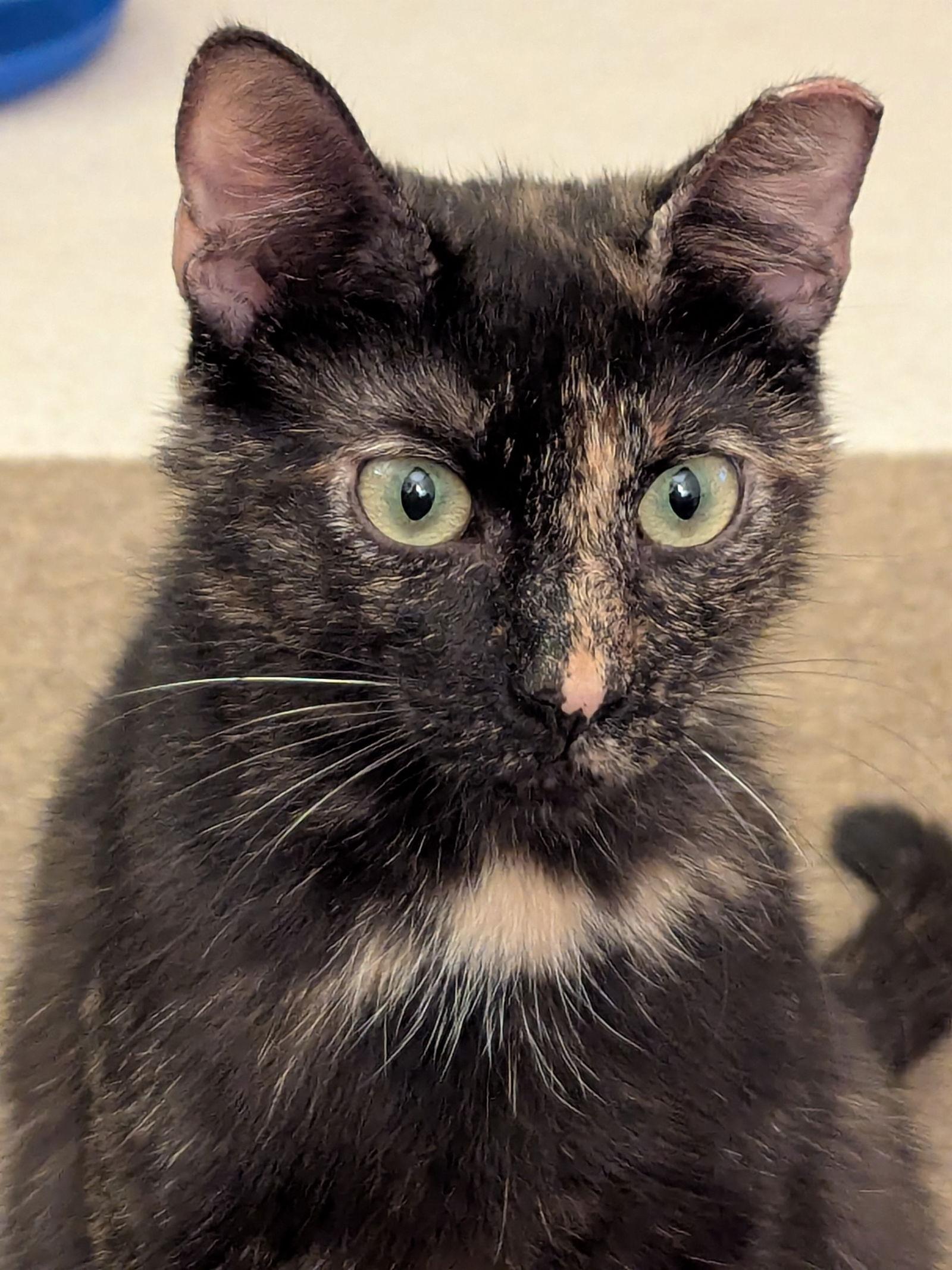 Enlarge eleanor, a Adoptable mixed breed in San Jose, CA image 2/3