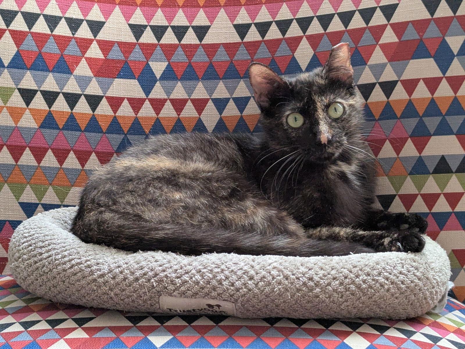 Enlarge eleanor, a Adoptable mixed breed in San Jose, CA image 3/3