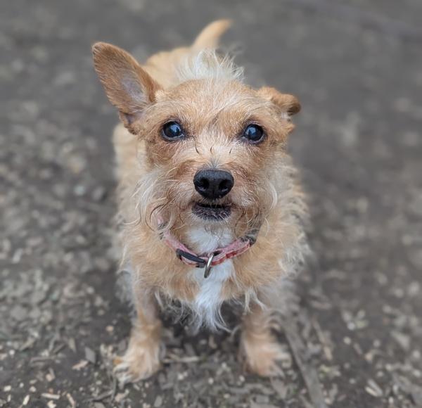 Enlarge Velcro, a Adoptable mixed breed in Santa Rosa, CA image 2/4