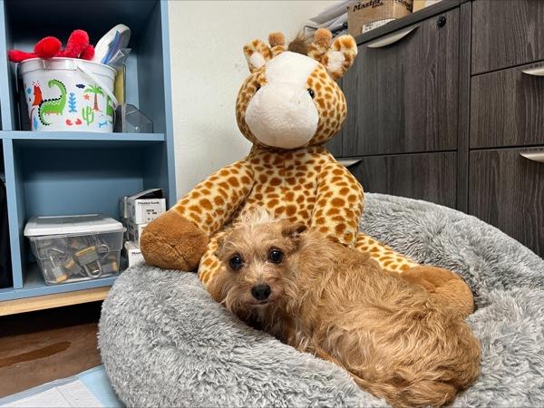 Enlarge Velcro, a Adoptable mixed breed in Santa Rosa, CA image 3/4